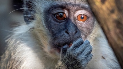 Un mono atacó a una nena ucraniana y la dejó en terapia intensiva