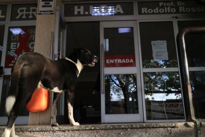 Un hombre murió y su perro se quedó en la sala de espera del hospital