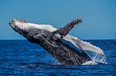 Una ballena aplastó una lancha pesquera