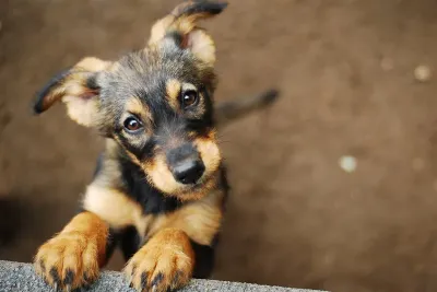 Hoy es el Día Internacional del Perro Callejero