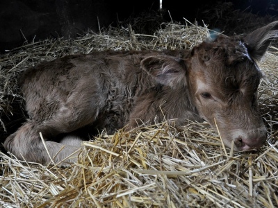 Nació una vaca en La Rural y la llamaron "Tini Tini"