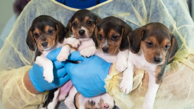 Rescataron 4 mil beagles y ahora les buscan hogar