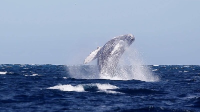 Una ballena jorobada se tragó a dos mujeres y las escupió 