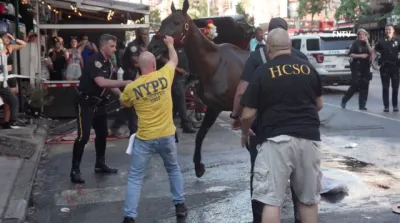 Se desplomó un caballo en pleno Nueva York