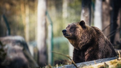 Su perro la salvó de un ataque de un oso