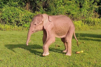 El sorpresivo nacimiento de un elefante blanco