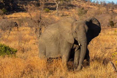 Lo mató un elefante