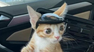 El gatito que tiene que usar un casco para poder vivir