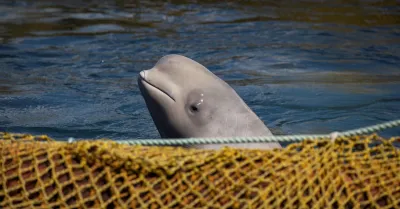 Apareció una ballena blanca en pleno París