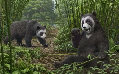 Hallaron restos del último panda gigante
