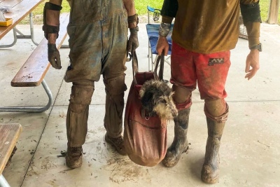 Una perrita desapareció y la encontraron dos meses después