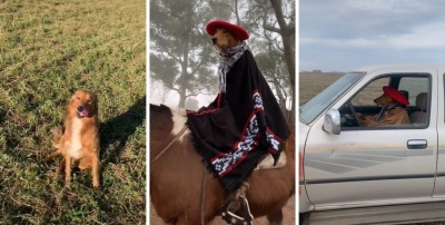 El "perro gaucho" multifuncional, tendencia en TikTok