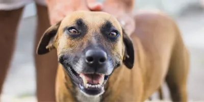 Los perros lloran de felicidad al ver a sus dueños