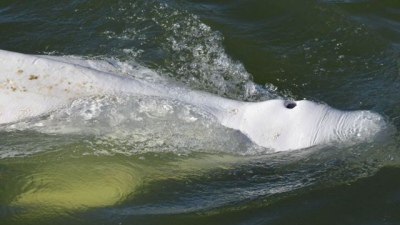 Evalúan trasladar al mar a una ballena perdida en el río Sena