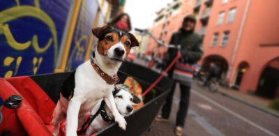 Países Bajos, el primer país sin perros callejeros