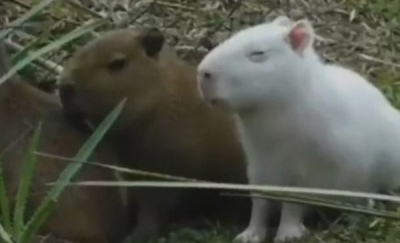 Apareció un carpincho albino