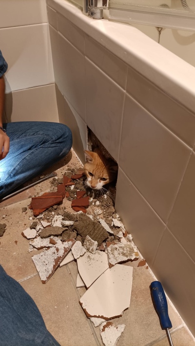 Se olvidaron el gato adentro de la bañadera