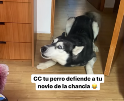 En plena pelea su perro defendió a su novio