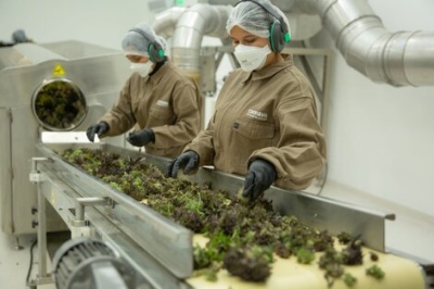 Cannabis medicinal: ANMAT habilitó la primera planta industrial en el país