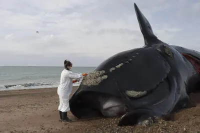 Descubrieron qué causó la muerte de 30 ballenas en Chubut