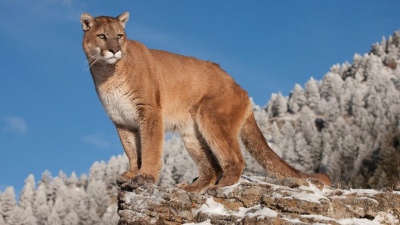 Estaba en un campamento con amigos y un puma le mordió la cabeza