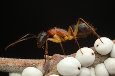 La impresionante foto de la cara de una hormiga