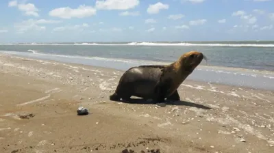 Murió un lobo marino que había sido herido con un arpón