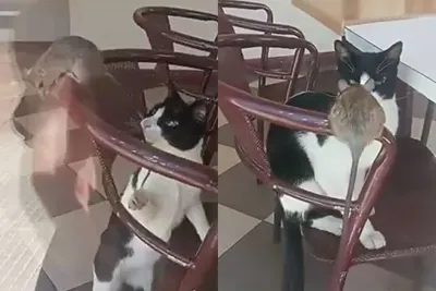 Tom y Jerry en una heladería