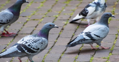 Palomas "zombies" ponen en alerta al Reino Unido