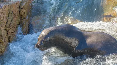 Golpearon salvajemente a un lobo marino