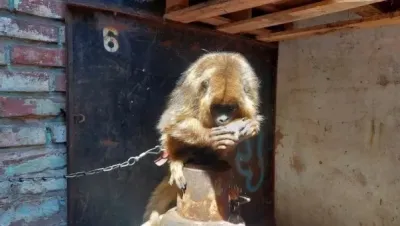 Rescatan a un mono aullador que estaba encadenado y en pésimo estado