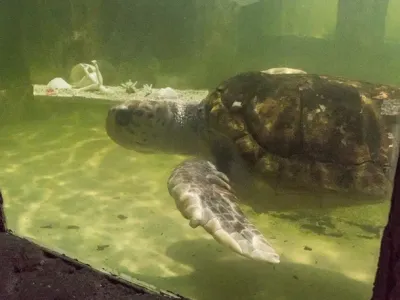 Trasladaron al tortugo Jorge a Mar del Plata