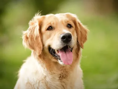 Murió su perro y lo hicieron alfombra