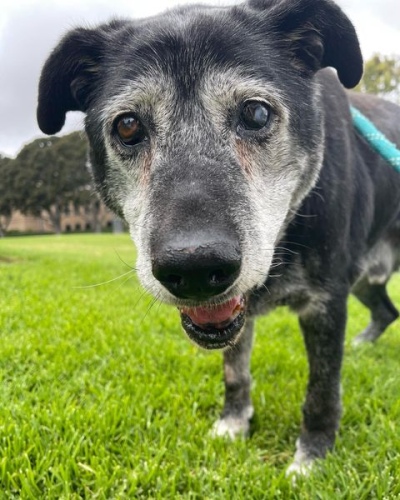 Adoptó al perro más viejo del refugio