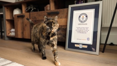 Flossie, la gata viva más longeva del mundo, tiene casi 27 años