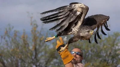 Liberaron a un águila dorada que fue operada