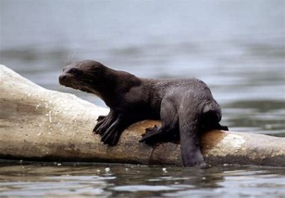 Catalogan al Lobito de Río como especie vulnerable