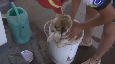 Un playero refrescó a los perros callejeros que estaban agobiado por el calor