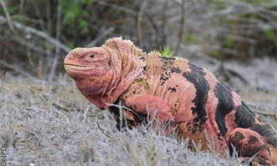 Encontraron por primera vez crías de iguana rosada