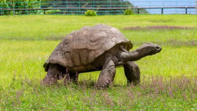 La tortuga más vieja del planeta cumplió 190 años