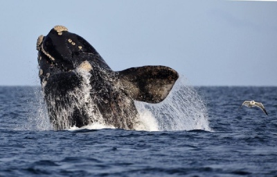 Una ballena franca austral lleva más de 50 años regresando a Chubut