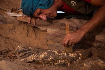 Arqueólogos hallaron diez momias de cocodrilos en una tumba egipcia