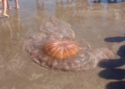Apareció una medusa gigante en Mar del Plata