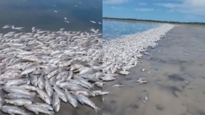 Aparecieron miles de peces muertos en Santa Fe