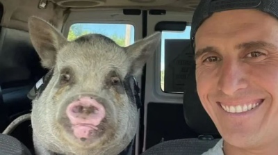 Repudiable: adoptó un minipig y se lo comió