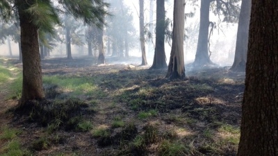 Prendieron fuego unos palets y se quemaron 600 hectáreas