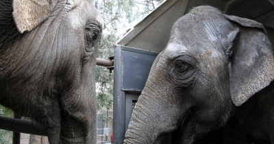 La elefanta Guillermina ya tiene una amiga en Brasil