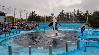 Prohibición de shows con animales marinos en cautiverio