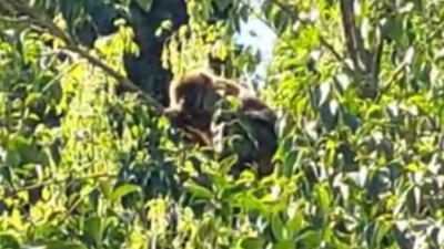 La Plata: encontraron a un mono en el patio de una casa