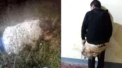 Un preso se disfrazó de oveja para escapar